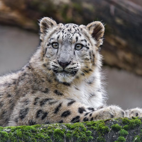 хищные животные