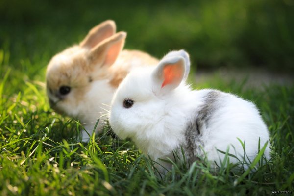 куенча расми