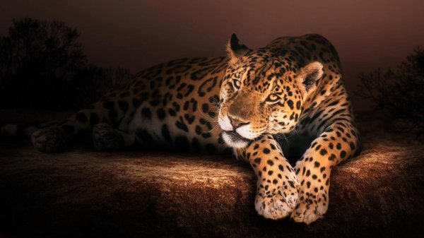 ягуар panthera onca