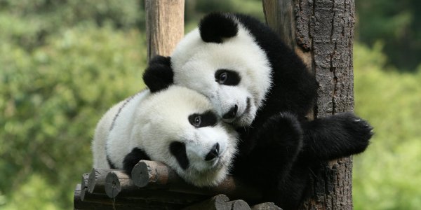 две панды