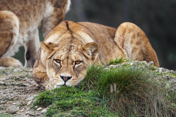 фотографии львицы