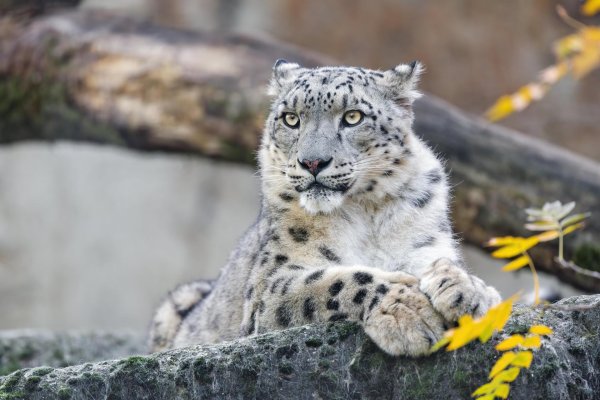 снежная барс