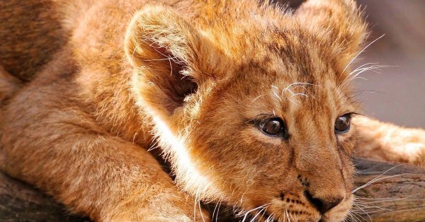 маленькие львы