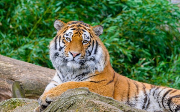 амурские тигры