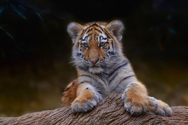 амурские тигры