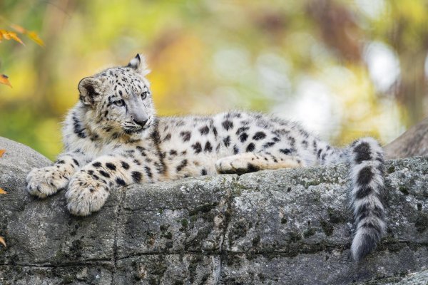 барс снежный