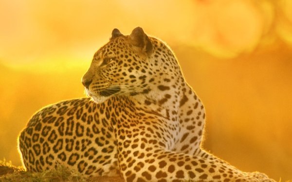 африканский леопард