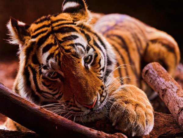 земляной тигр