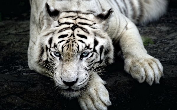 white tiger pet
