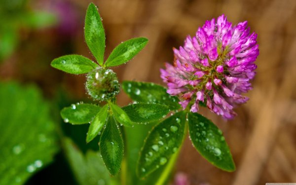 цветки клевера