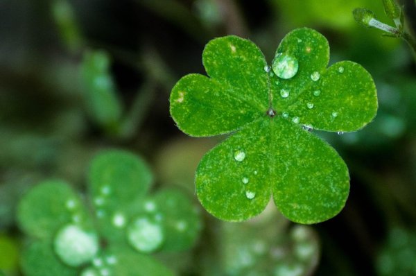 лист клевера четырехлистного