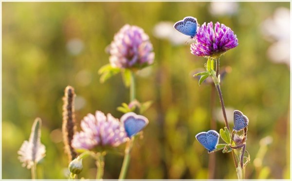 голубянка полевая