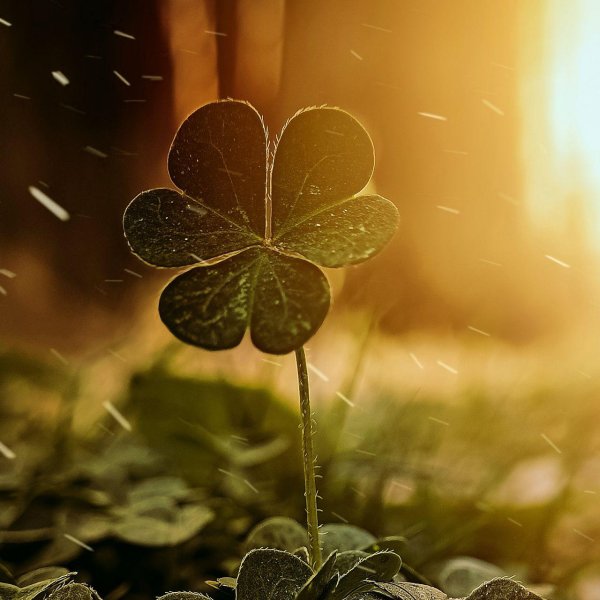 клевер лист