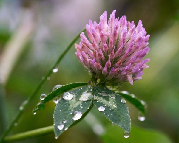 цветки клевера