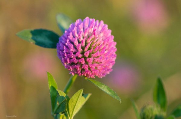 цветки клевера