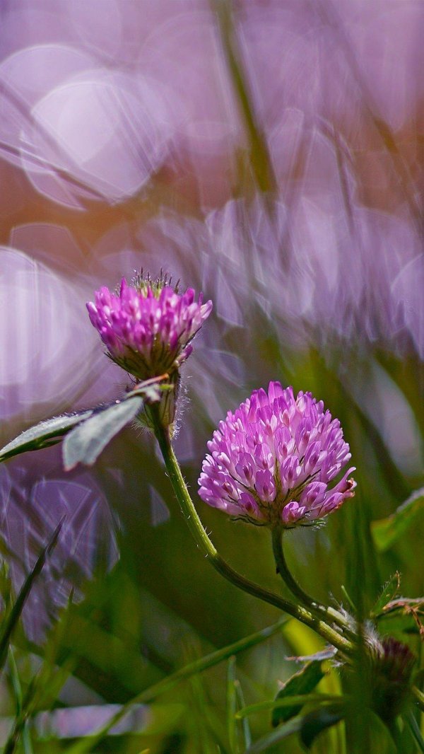 цветки клевера