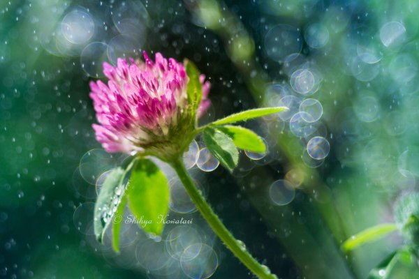 цветки клевера