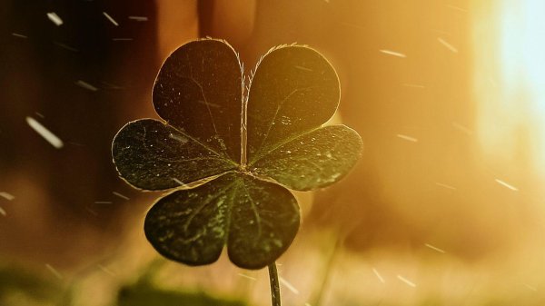 клевер лист