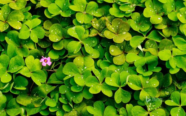 клевер пятилистник