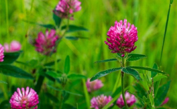 цветки красного клевера