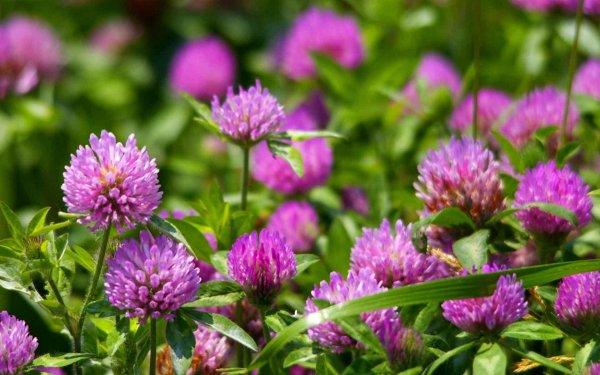 клевер красный