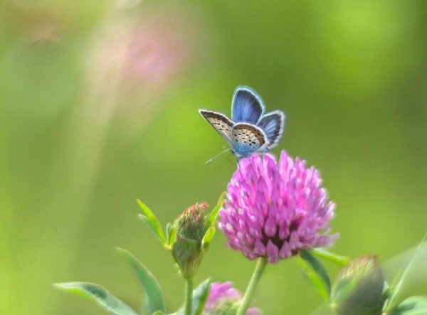 голубянка семиаргус