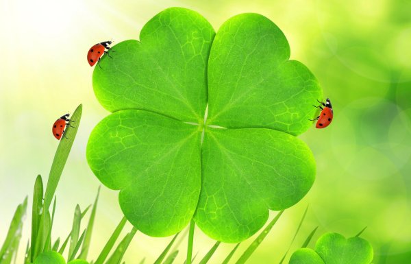 божья коровка на клевере