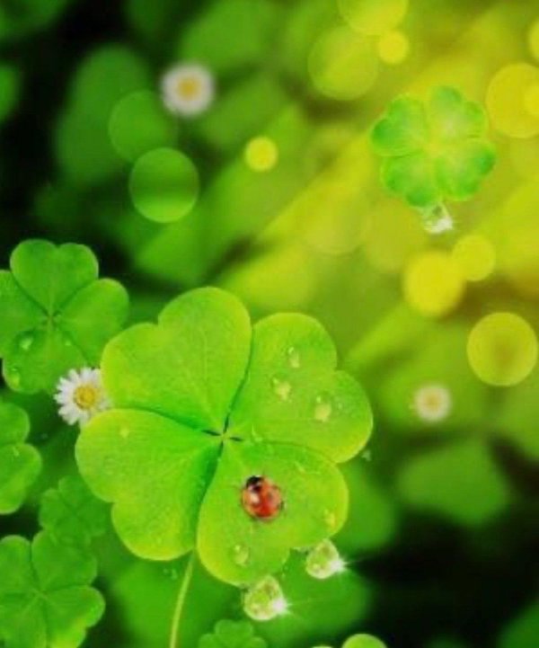 клевер на удачу