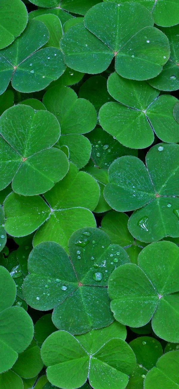 лист клевер