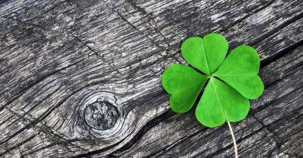 лист клевера четырехлистного