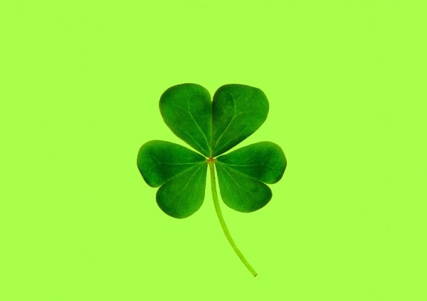 лист клевера четырехлистного