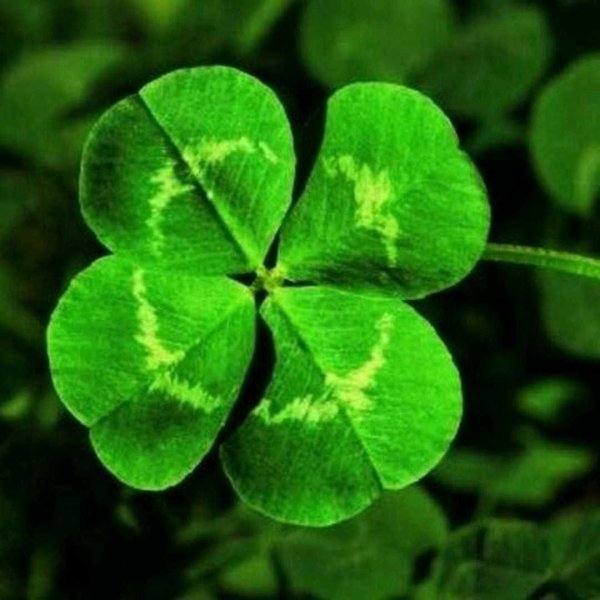лист клевера четырехлистного