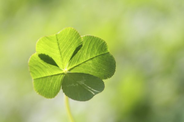 клевер на удачу