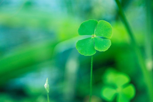 лист клевера четырехлистного