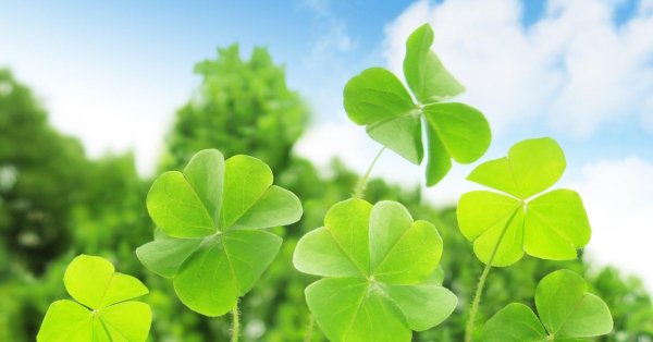 четырехлистник клевера