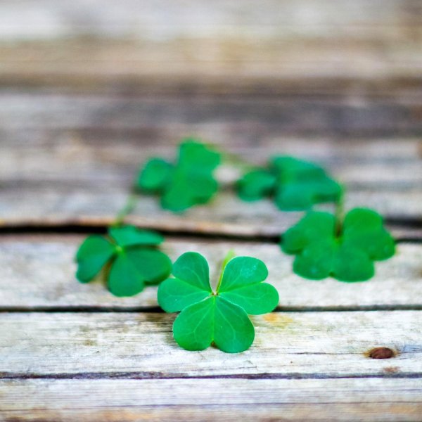 лист клевера четырехлистного