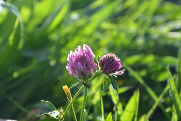 цветки красного клевера