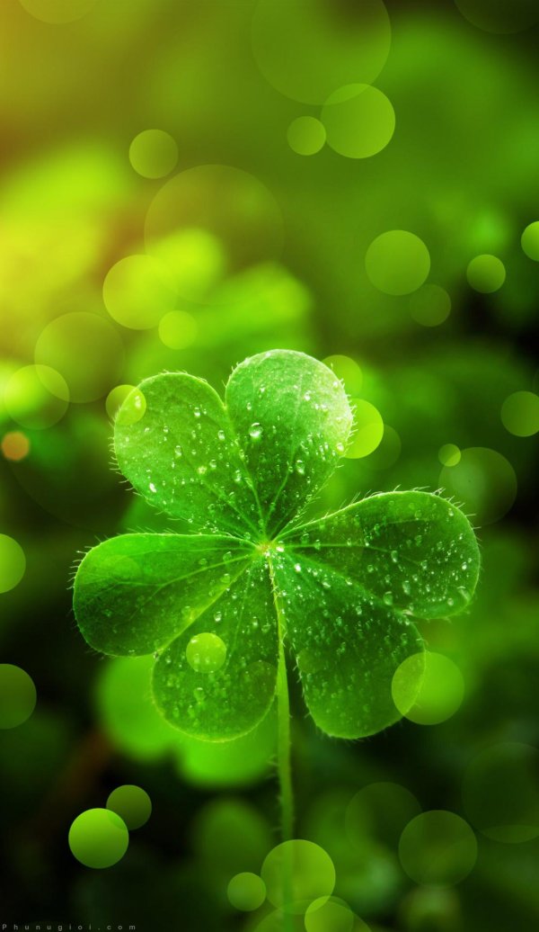 четырёхлистный клевер символ удачи