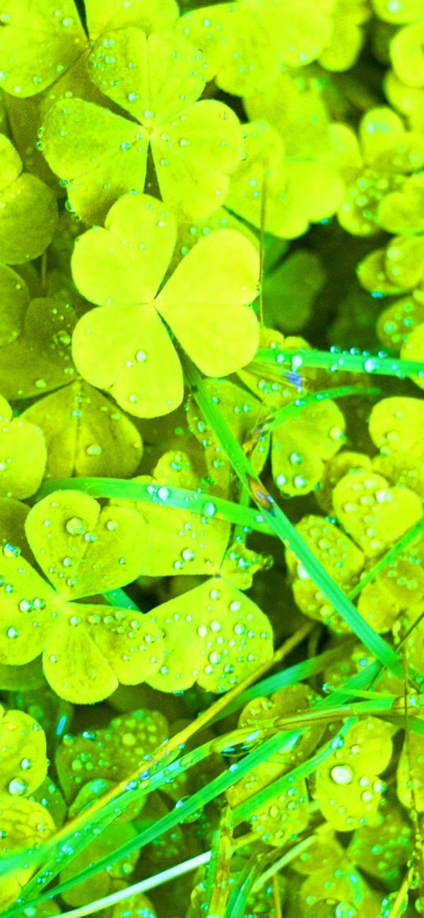 клевер трилистник