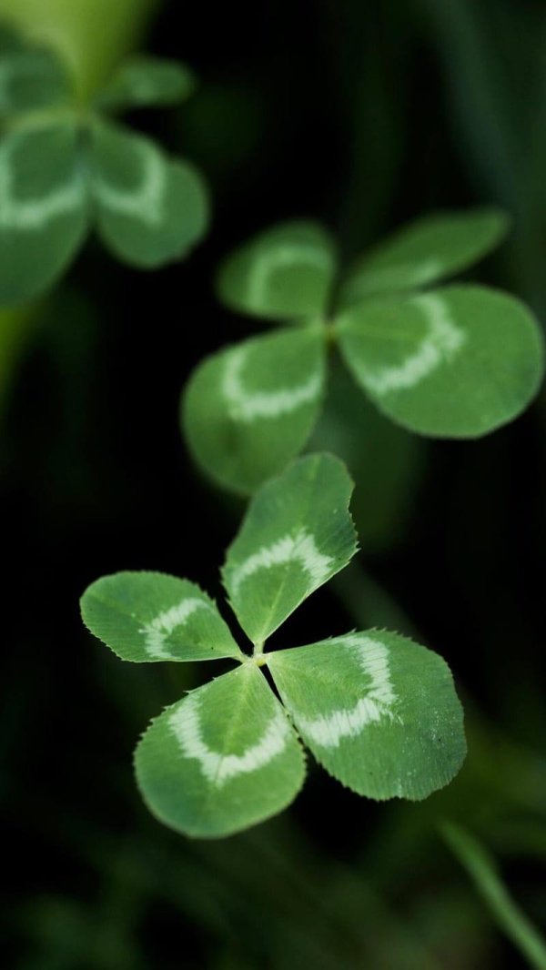 четырёхлистный клевер символ