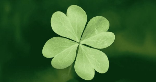 лист клевера четырехлистного