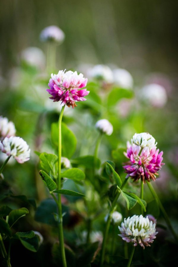 клевер гибридный