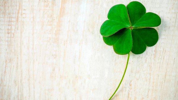 лист клевера четырехлистного