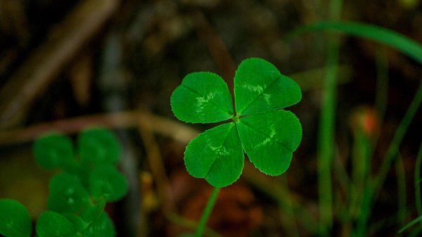 четырёхлистный клевер символ удачи
