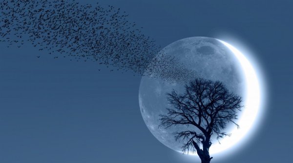 на фоне луны