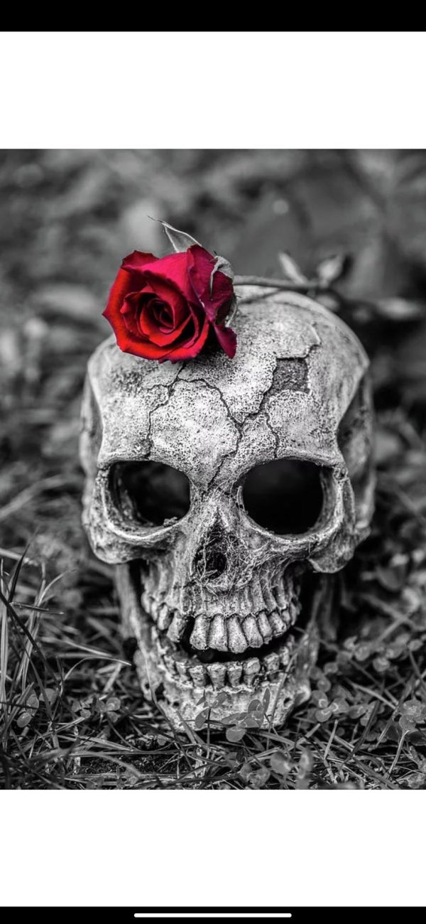 красивые черепа