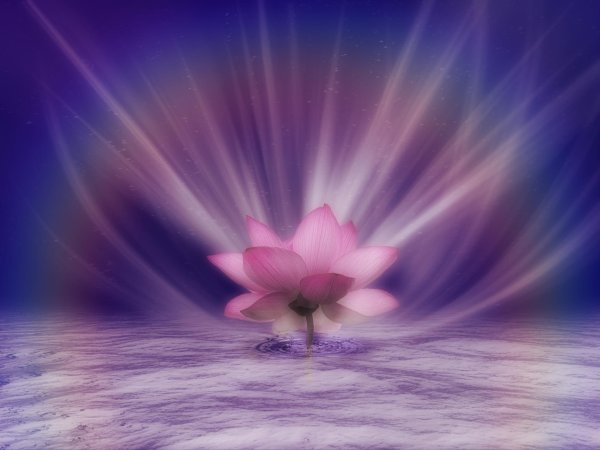 цветки лотоса