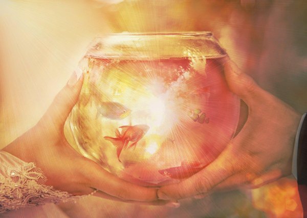 рыбка исполнения желаний