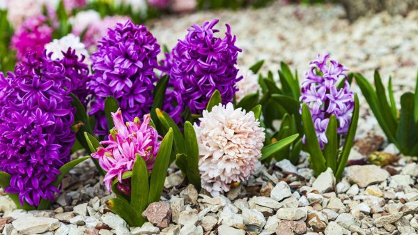 гиацинт беллевью