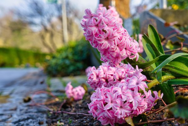 гиацинт pink pearl